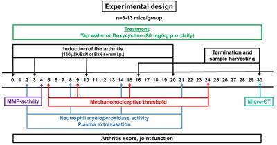 Subantimicrobial Dose Doxycycline Worsens Chronic Arthritis-Induced Bone Microarchitectural Alterations in a Mouse Model: Role of Matrix Metalloproteinases?